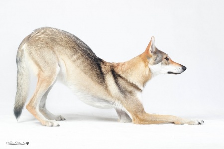 Caoimhe Wolfdog Bohemia